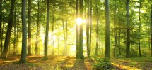 How Forests Could Benefit Us?