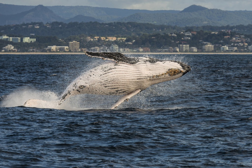 5 Thrilling Gold Coast Adventures You Can't Miss Out On