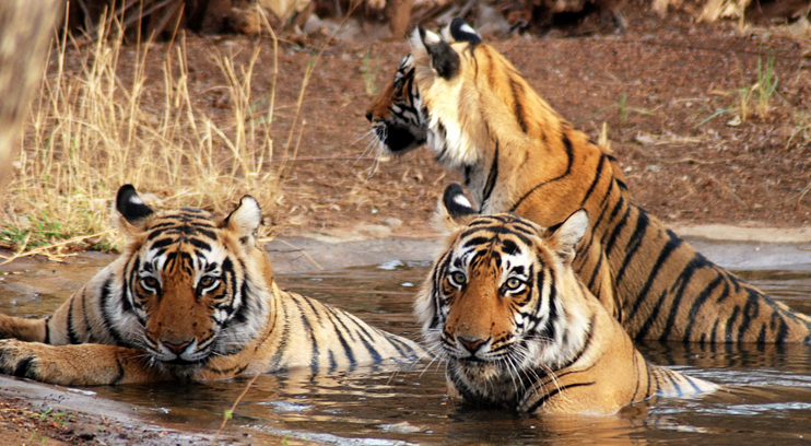 Take A Trip To The Magnificent Environs Of Kanha