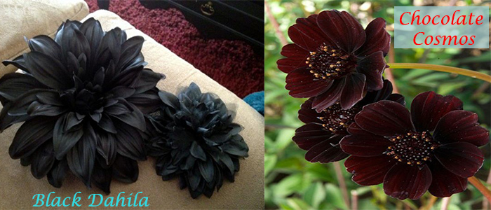 Top Most 7 Black and Elegant Beauty Of Flowers