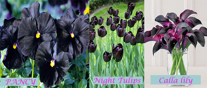 Top Most 7 Black and Elegant Beauty Of Flowers