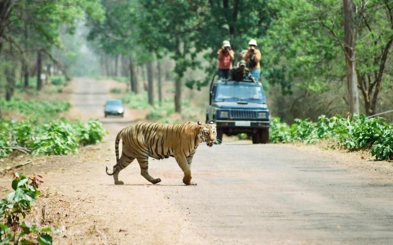 Tadoba Tiger Resort and Other Top Unexplored Indian Wildlife Destinations