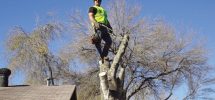 Finding The Right Tree Service Provider