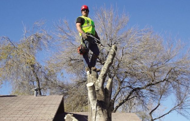 Finding The Right Tree Service Provider