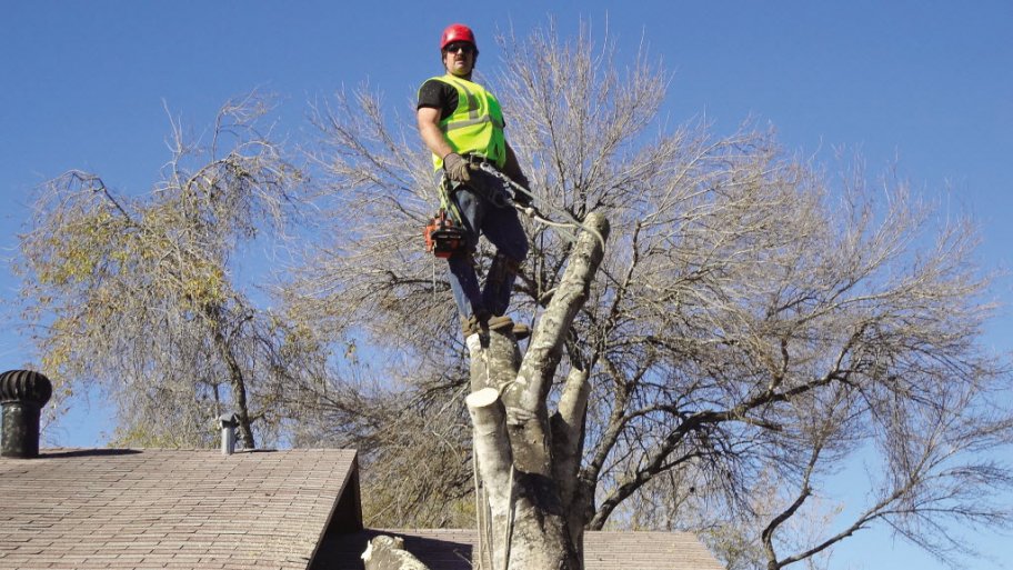 Finding The Right Tree Service Provider