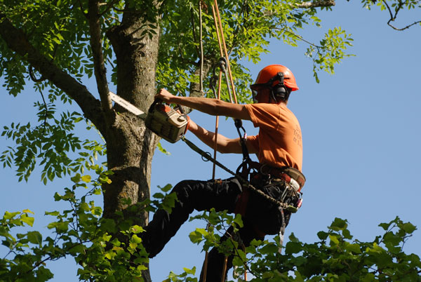 Increasing Significance Of Good Tree Surgeons