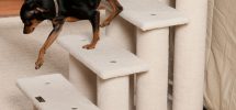 Puppy Steps: Benefits and Tips That You Must Know