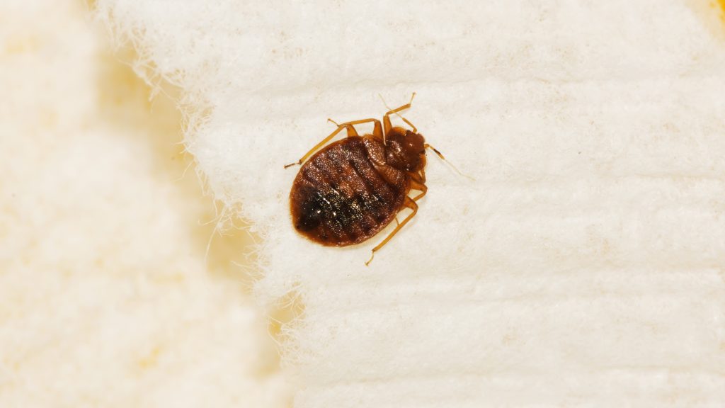 5 Ways To Get Rid Of Bed Bugs