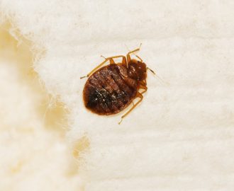 5 Ways To Get Rid Of Bed Bugs