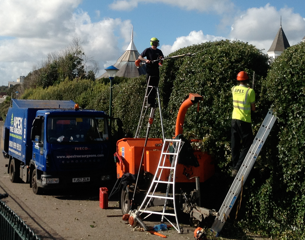 Benefits Of Getting Services Of Professional Tree Surgeons